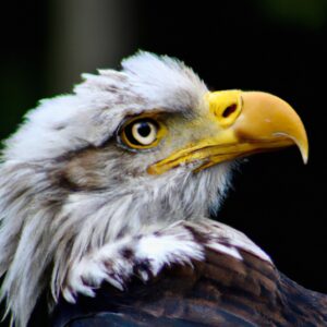 Aguila Arpía majestuosa.