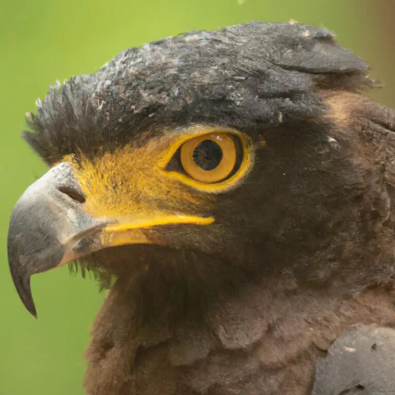 Águila Crestada.