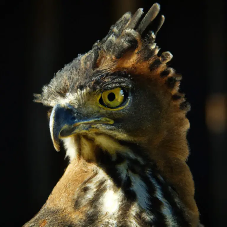 Águila Crestada.