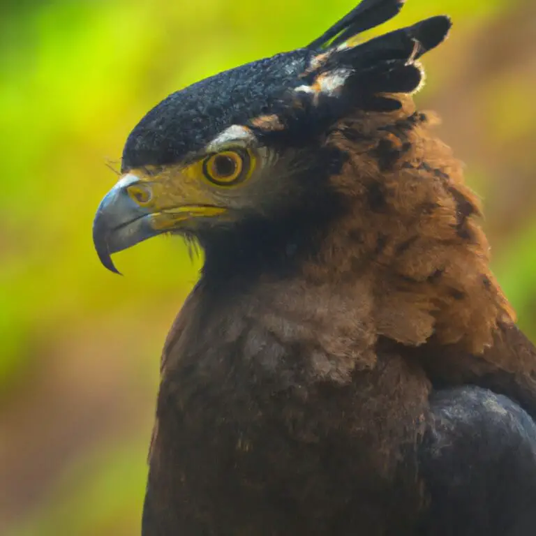 Águila Crestada - Distribución.