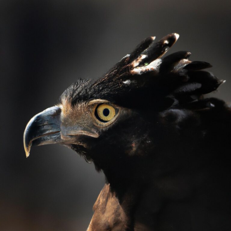 Águila Crestada, Macho y Hembra.