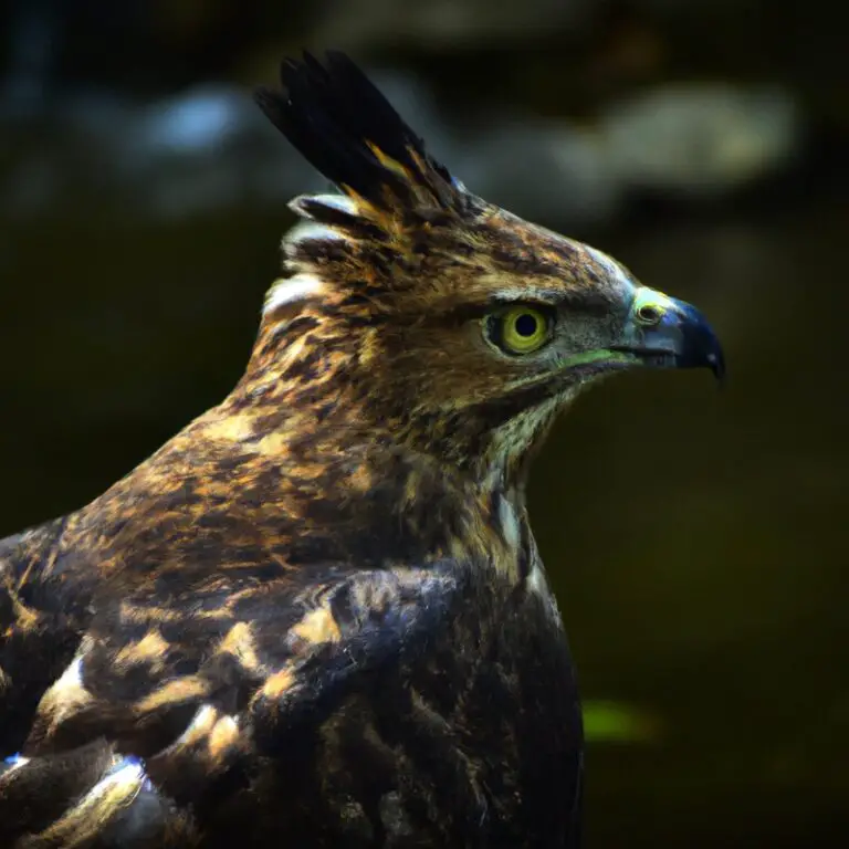 Aguila Crestada Majestuosa.