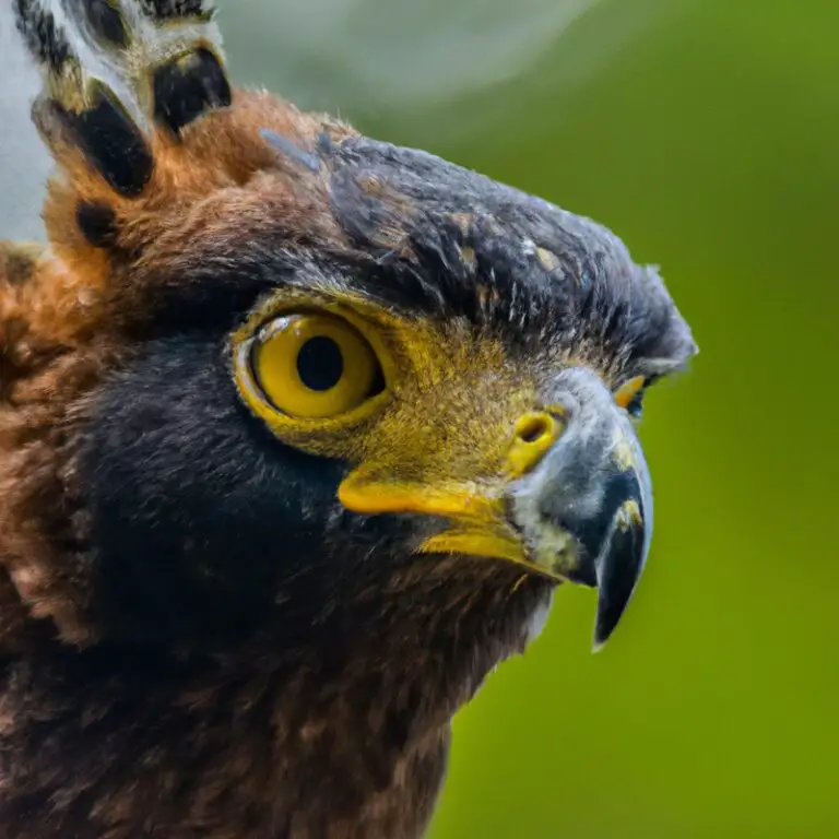 Aguila Crestada Volando