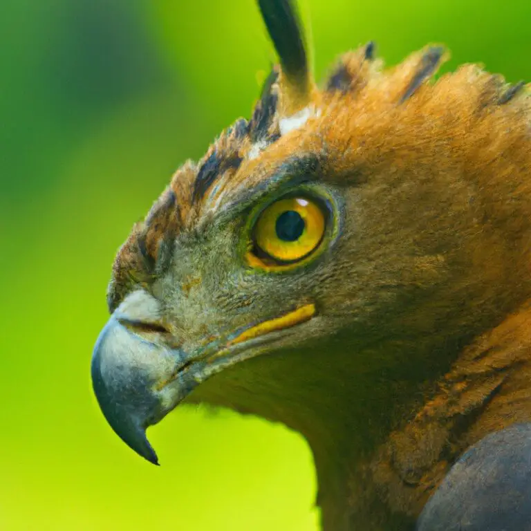 Águila Crestada Volando.