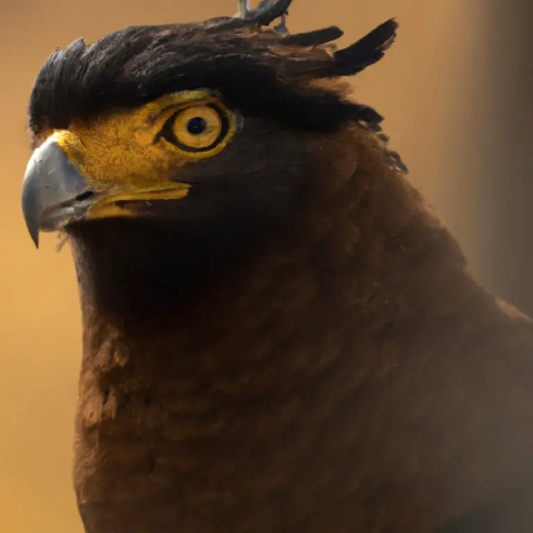 Águila Crestada Volando.