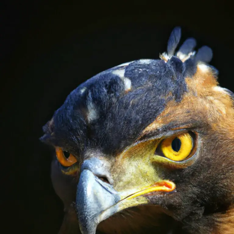 Águila Crestada Volando.