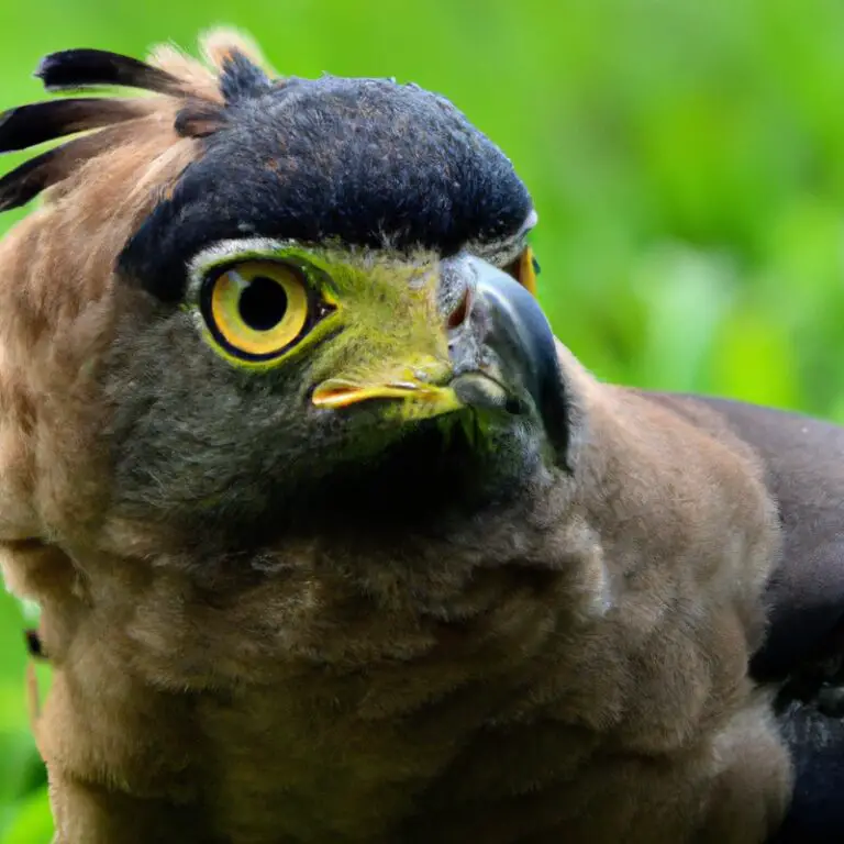 Águila Crestada en vuelo.