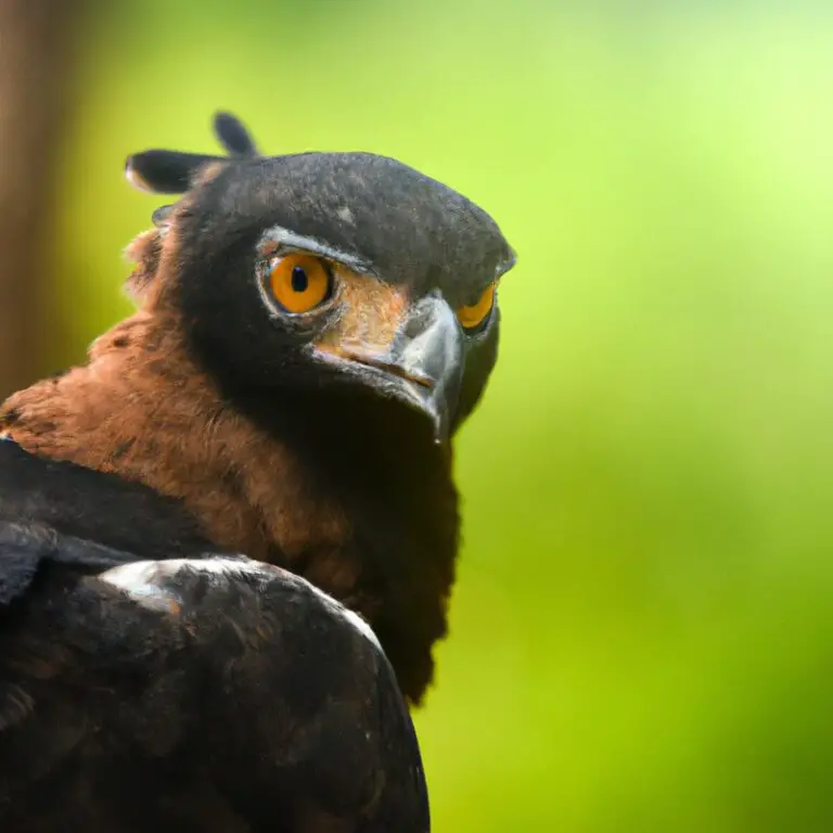 Águila Crestada, protegida.