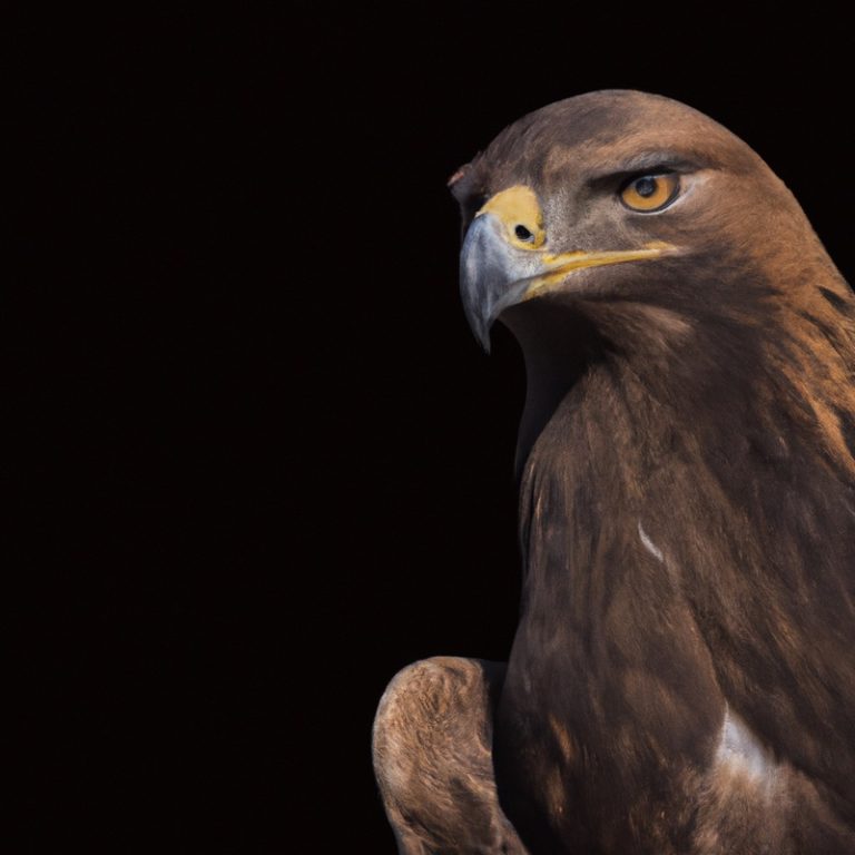 Águila Real Cazando.