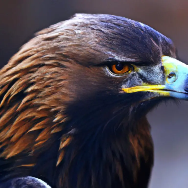 Águila Real Joven.