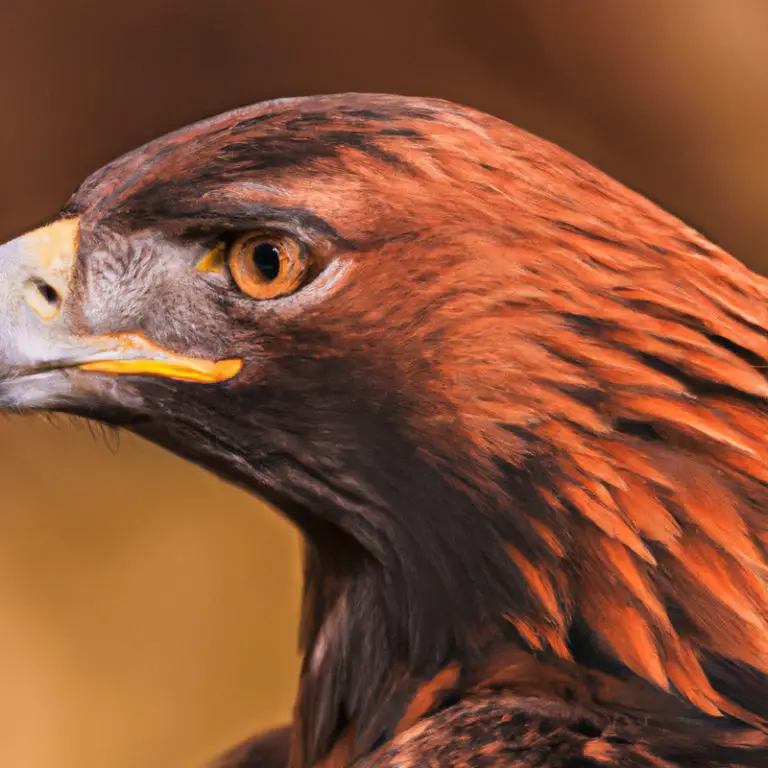 Águila Real alimentándose.