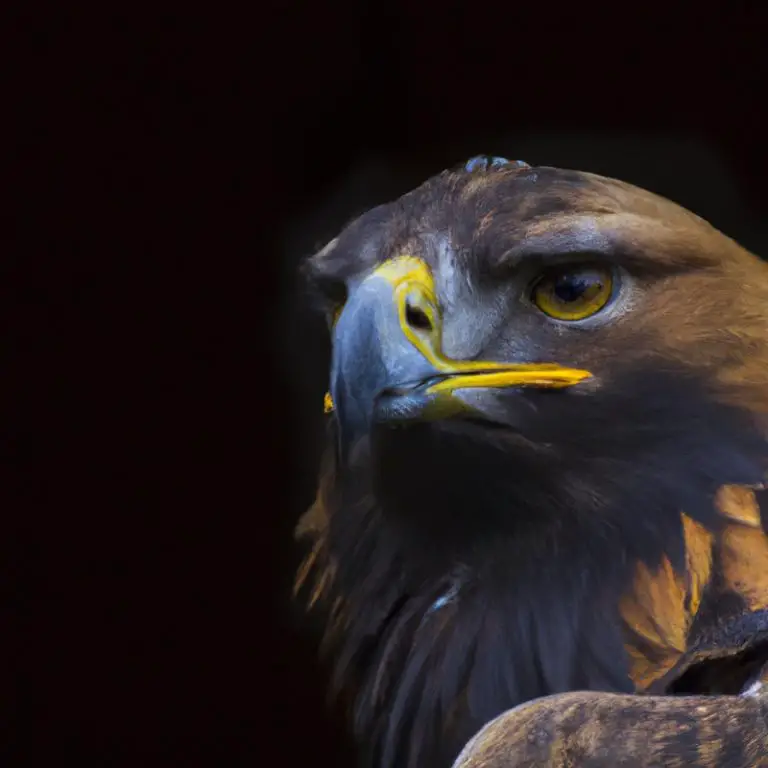 Águila Real anidando.