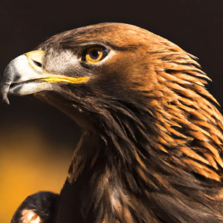 Águila Real cazando.