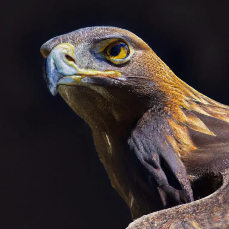 Águila Real cazando.