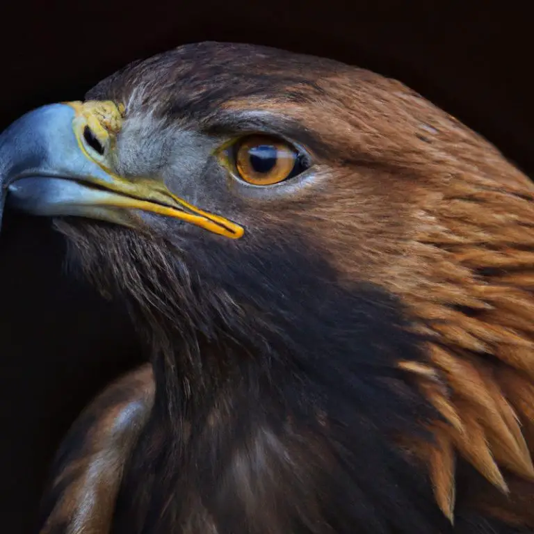 Águila Real cazando.