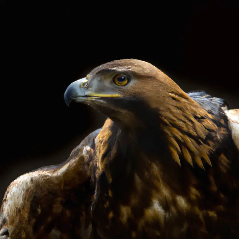 Águila Real en vuelo.