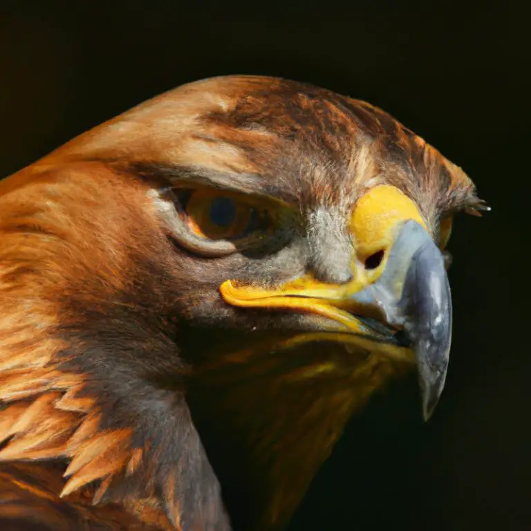 Águila Real en vuelo.