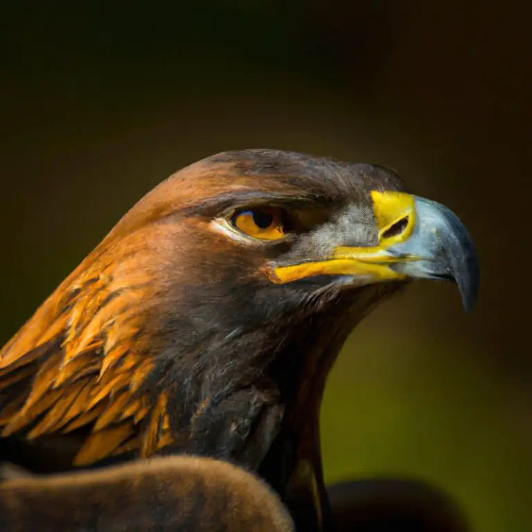 Águila Real en vuelo.