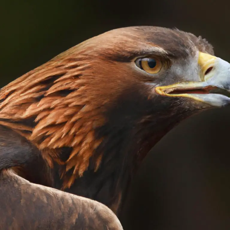 Águila Real sedienta.