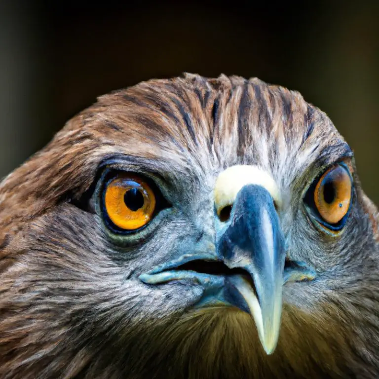 Águila Volando.