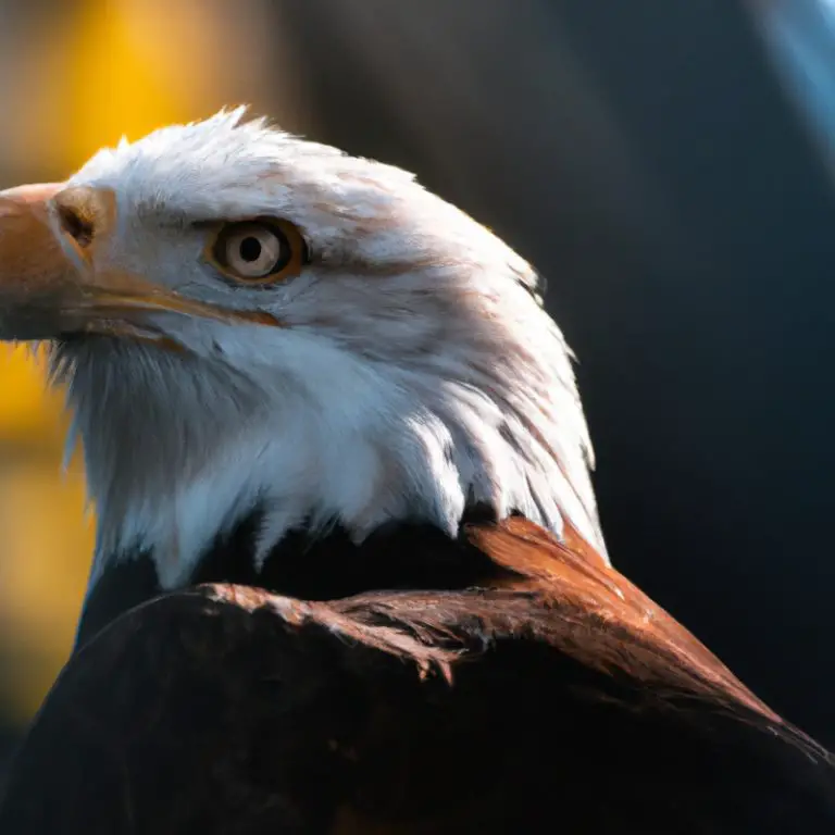 Águila anidando.