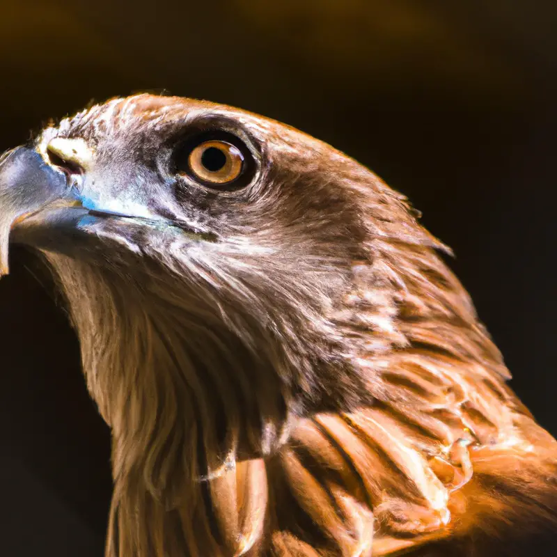 Águila anidando.