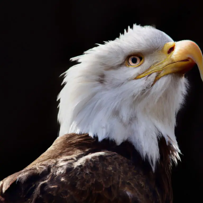 Águila anidando.