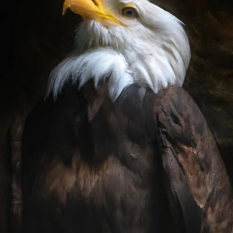 Aguila arpía (Eagle harpy)