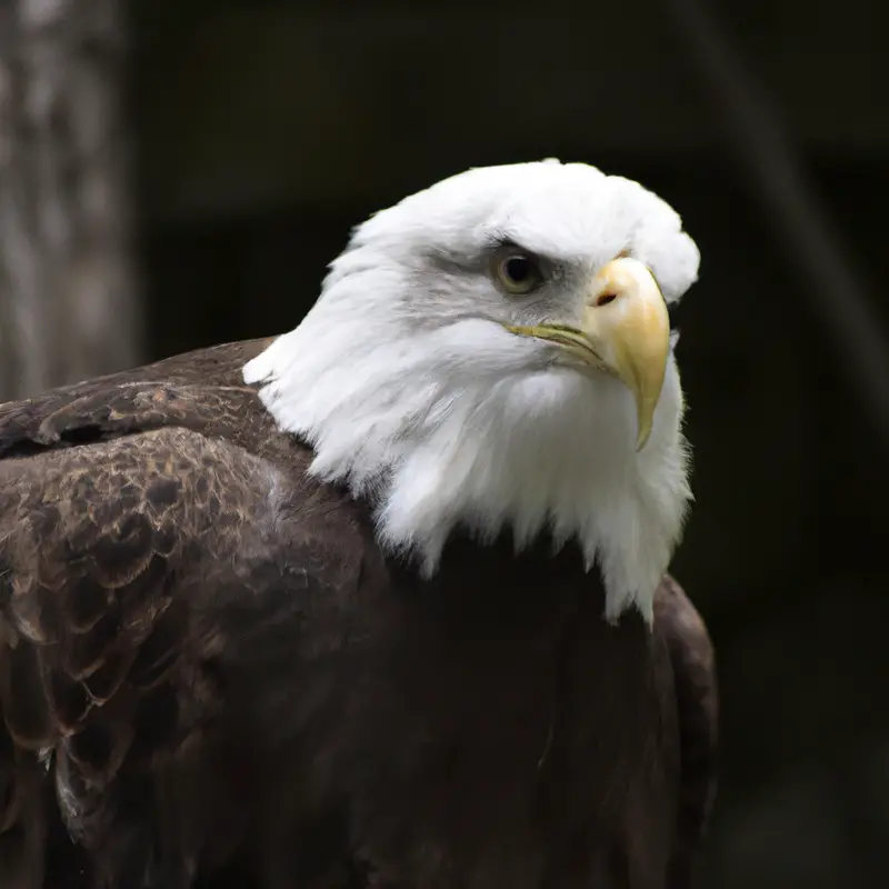 Águila calva - Recursos naturales