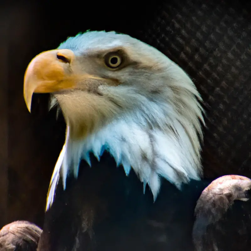 Águila calva majestuosa.