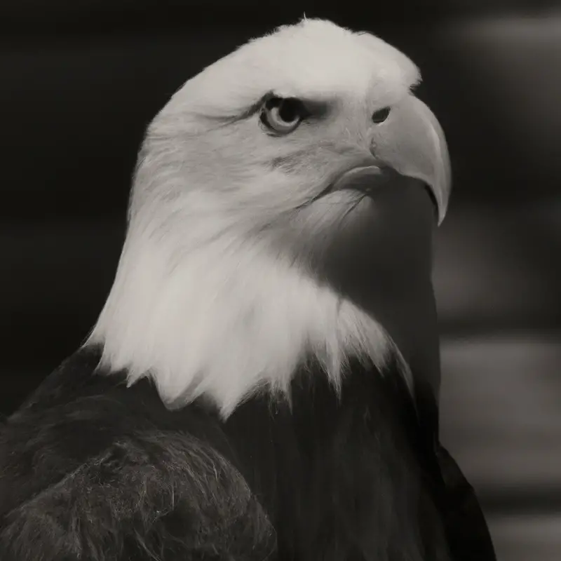 Aguila calva majestuosa.