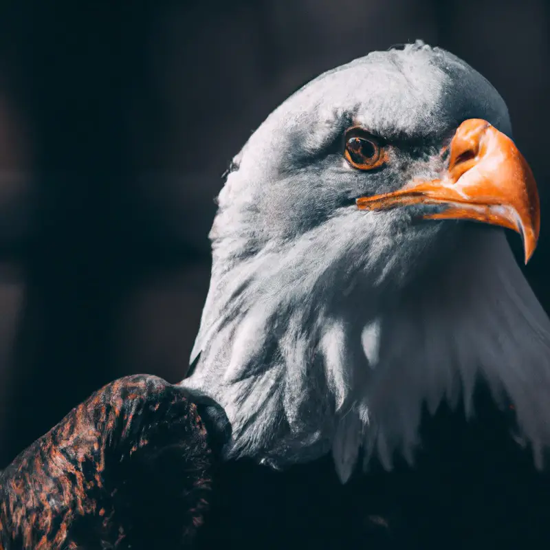 Aguila calva majestuosa.