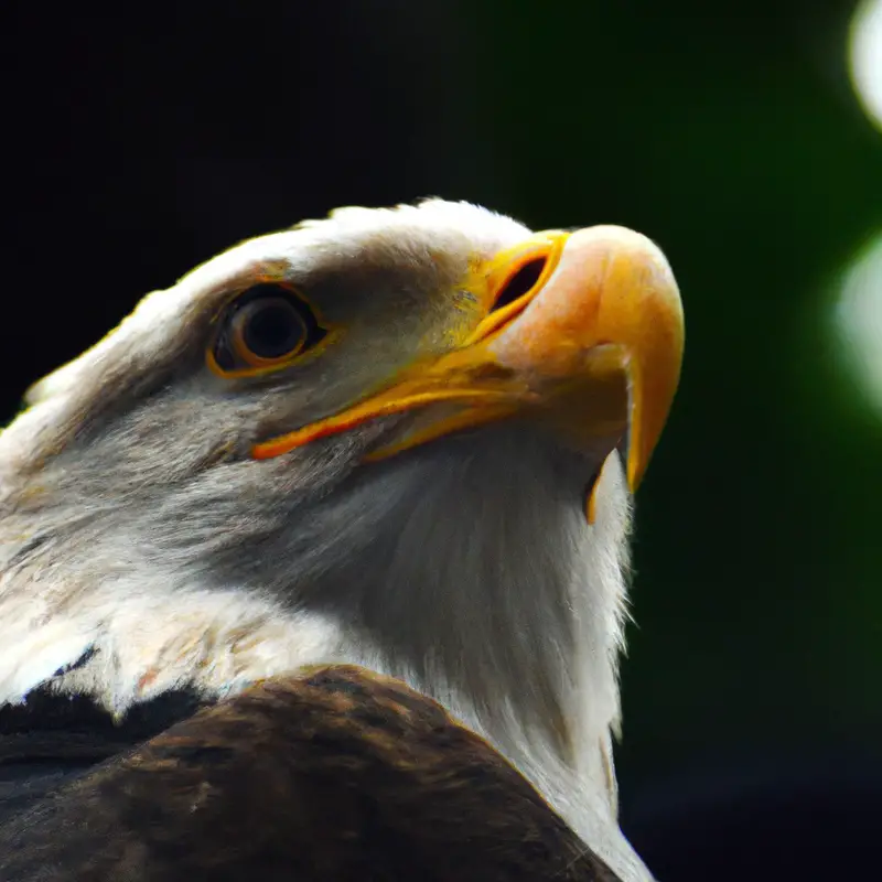 Águila cazada.