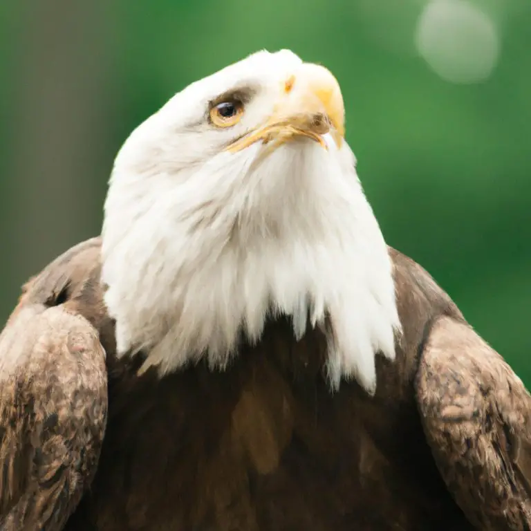 Águila cazando.