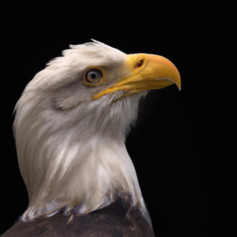 Aguila cazando.