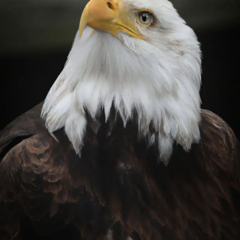 Águila cazando.