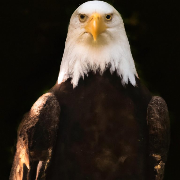 Águila cazando.