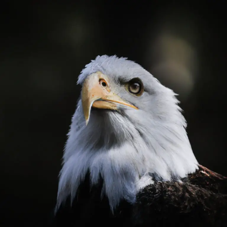 Águila cazando.