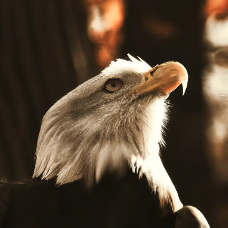 Águila cazando.