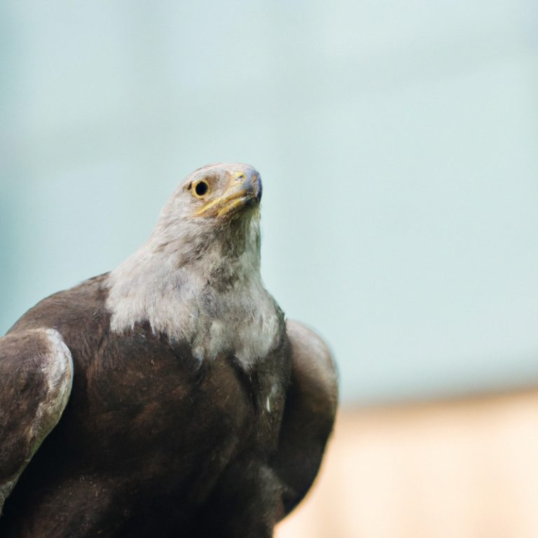 Águila cazando.