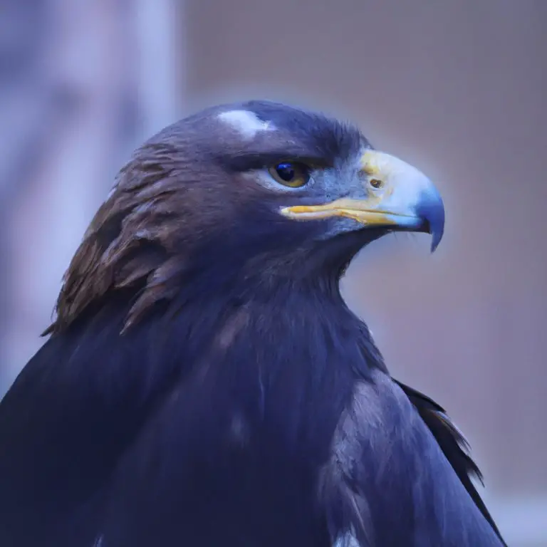 Águila cazando.