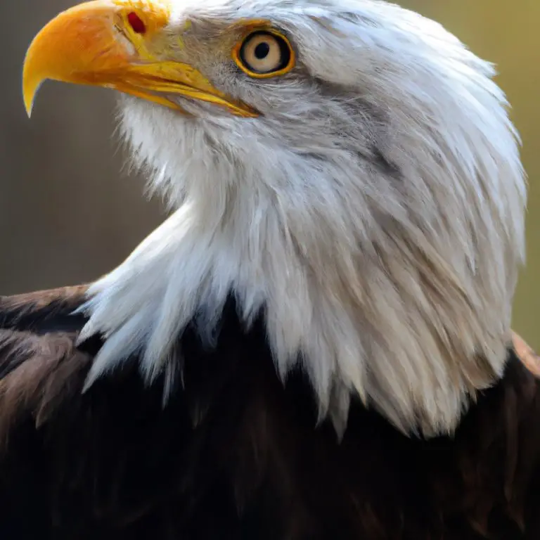 Águila cazando.