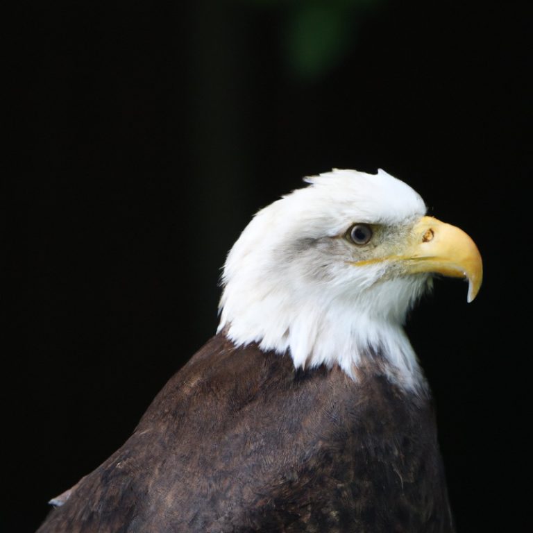 Águila cazando.