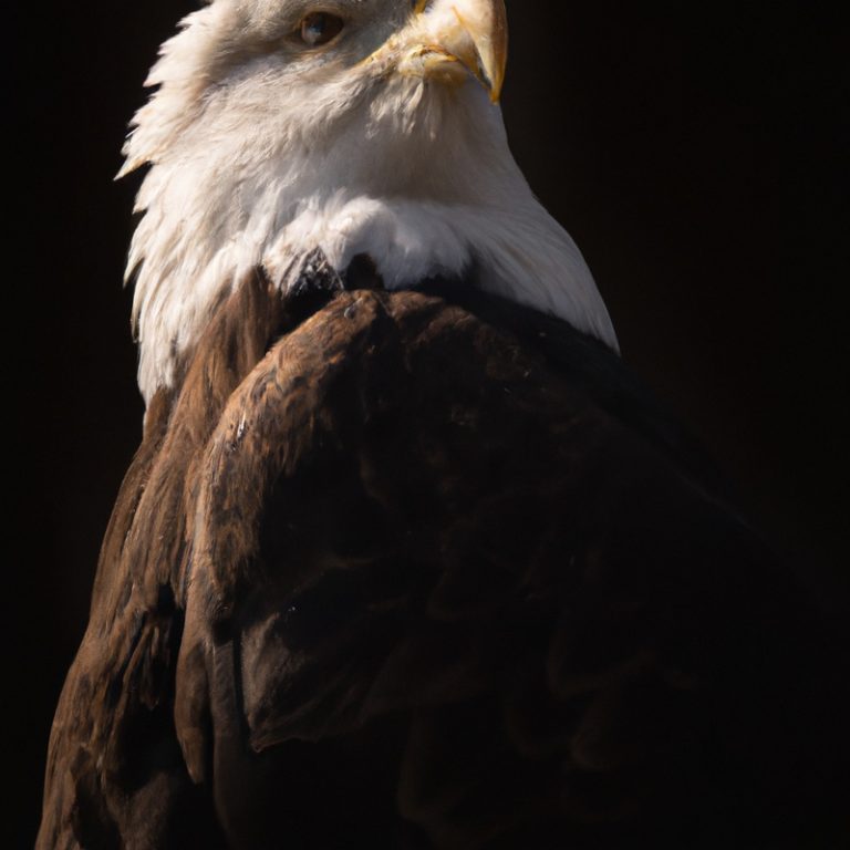 Águila cazando.