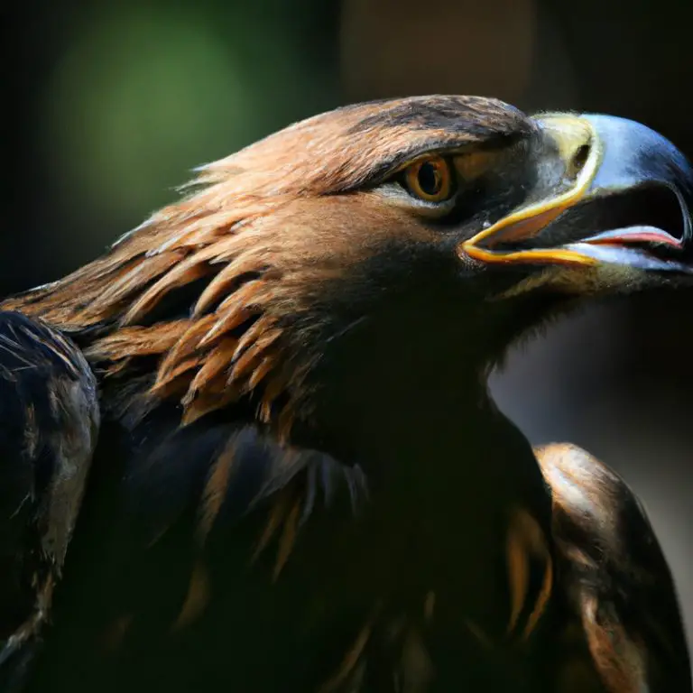 Águila cazando.