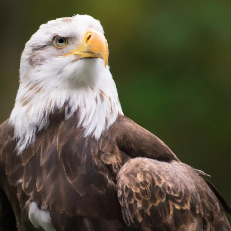 Águila cazando presa.