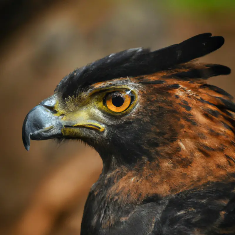 Aguila crestada