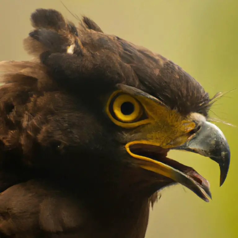 Águila crestada comparada.