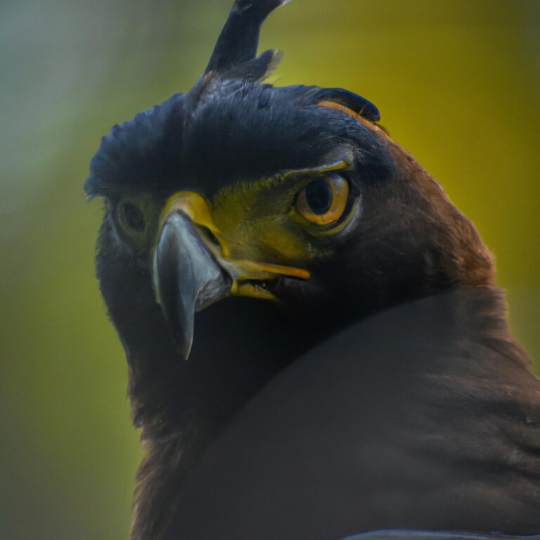 Águila crestada en árbol.