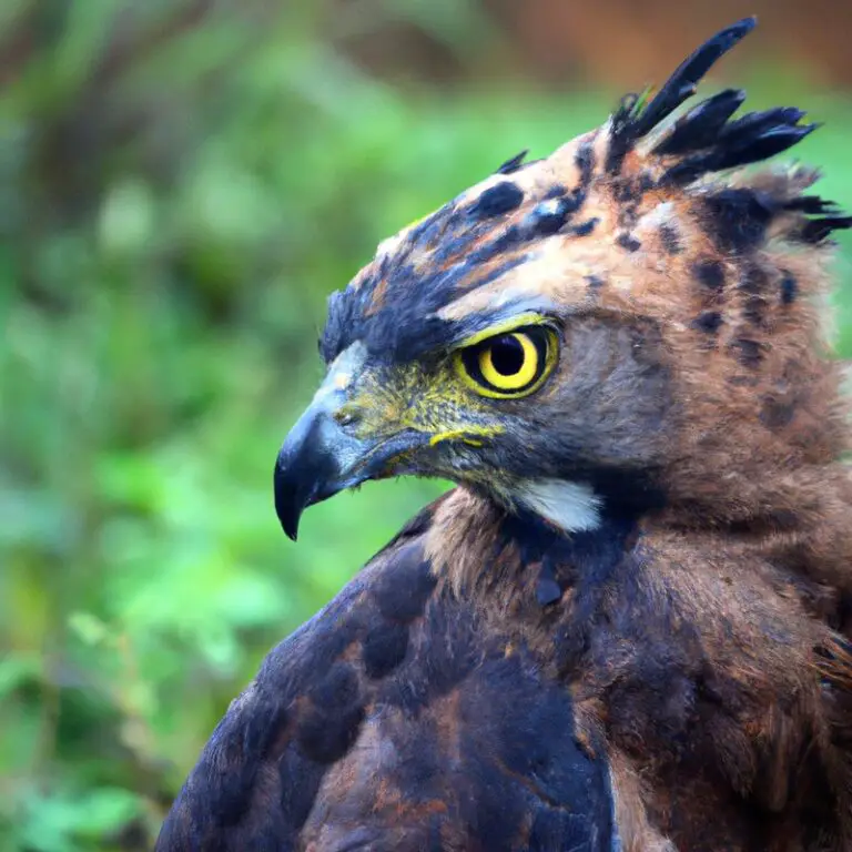 Águila crestada en vuelo.